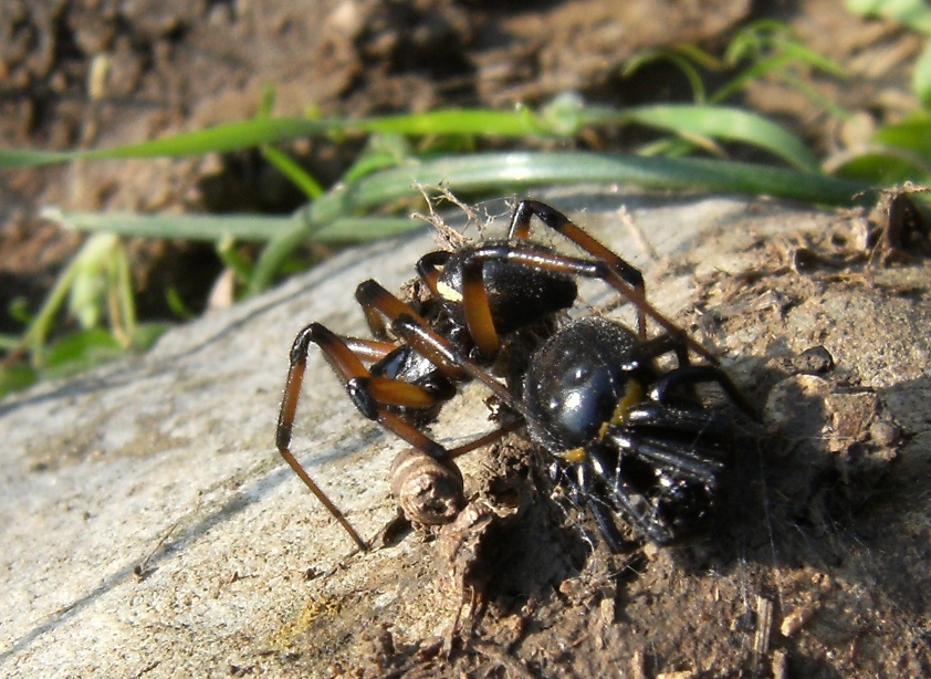 Coppia di Steatoda paykulliana